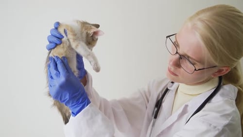 Veterinarian Examines Small Kitten in Clean Clinic