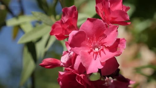Gentle pink dogbane family beautiful flower 4K 2160p 30fps UltraHD footage - Close-up of Nerium