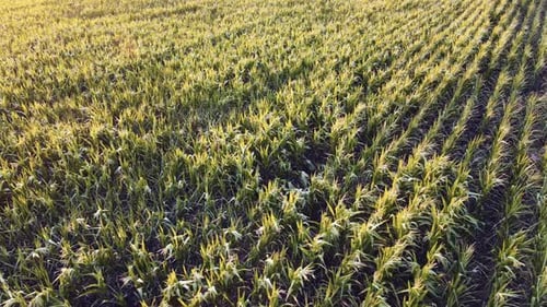 Maismaislandwirtschaft Naturfeld