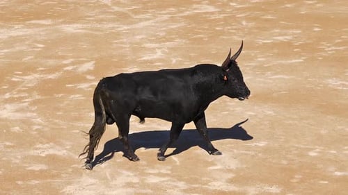 Toro durante una carrera de Camarguaise