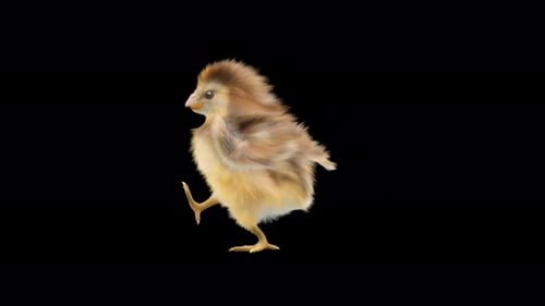 Animated Fluffy Chick Walking Loop on Transparent Background