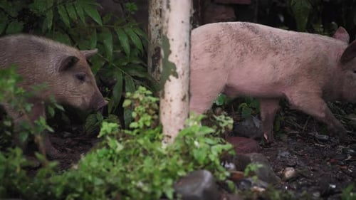 Two piglets walking in the woods