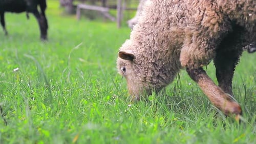 White Sheep Eating Green Grass on a Meadow in the Highlands Close Up.