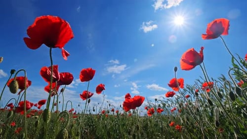 Red Poppies and Blue Sky