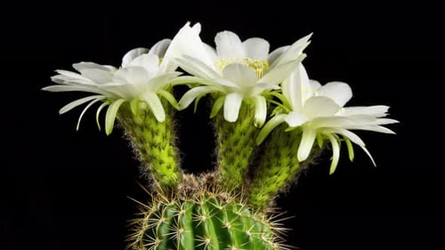 Öffnung der Kaktusblüte im Zeitraffer