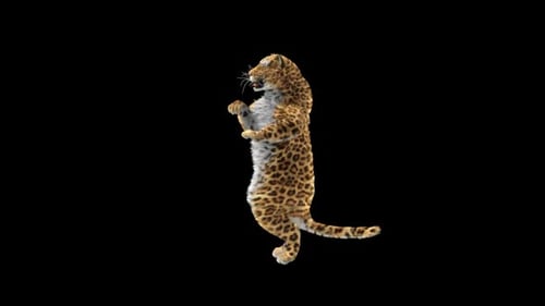 Leopard Dancing HD