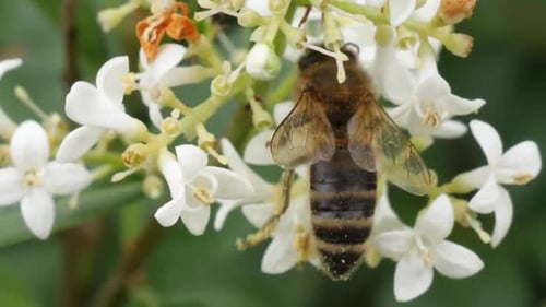 Macro shot of a bee getting pollinated from a white flower in slwo motion.