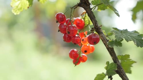 Small redcurrant deciduous shrub red berries close-up 4K 2160p 30fps UltraHD footage - Fruit plant R