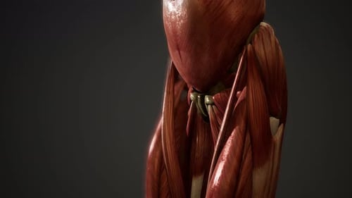 3D Human Muscular System Anatomy Scan for Medical Education