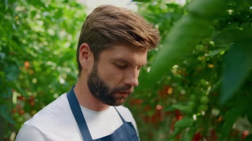 Agribusiness Owner Checking Organic Tomato Growth Process in Big Impressive Farm