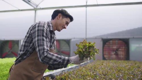 Hydroponics farm organic fresh harvested vegetables concept