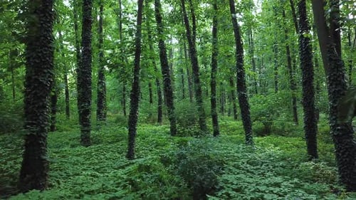 Deep in the Green Forest