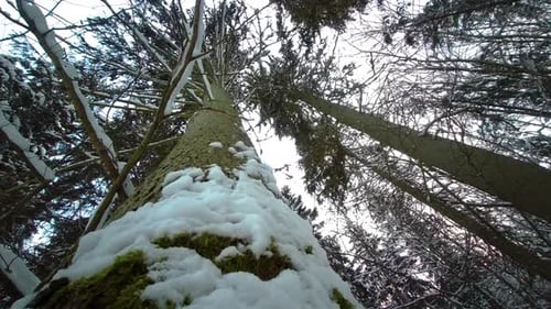 Pine Trees Blowing in the Wind With Blue Sky Background, Bottom View.