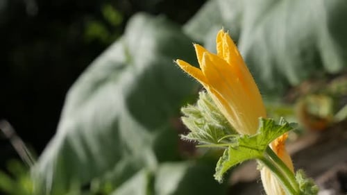 Close-up of pumpkin squash plant slow-mo 1080p FullHD footage - Slow motion of yellow Cucurbita