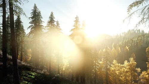Sun Beams Through Trees
