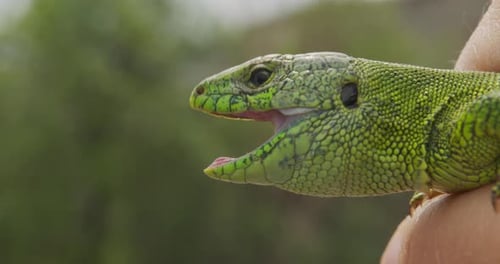 Wildlife Nature Lizard Close Up. Reptile. Reptile Eye. Lizard, Gecko Baby Lizard in Hand.