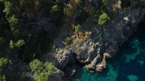 Drone Over Trees On Rocky Coastline With Clear Turquoise Sea