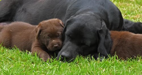 Black Labrador Retriever Bitch and Brown Puppies on the Lawn, Sleeping, Normandy, 4K Slow Motion