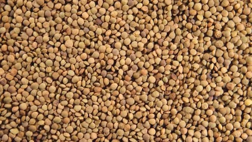Pile of Uncooked Brown Lentils Close Up