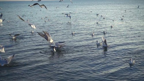 Seagulls Fly Over Sea 9