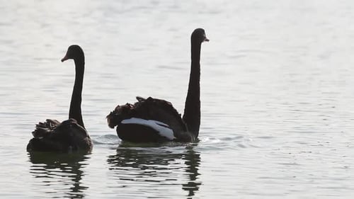 Two Black Swans Swimming in Rippling Water