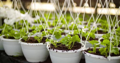 Rows of Freshly Potted Young Seedlings Growing Indoors