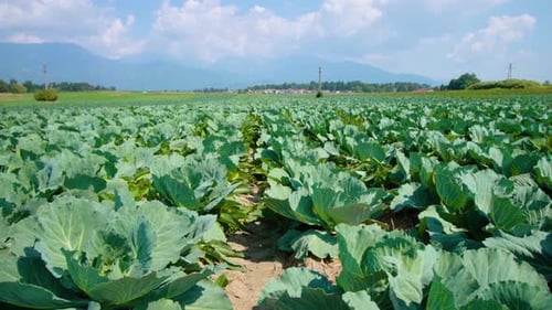 Rangées droites avec chou en croissance sur un champ de légumes de ferme