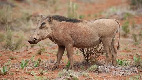Alert Warthog in Natural Habitat