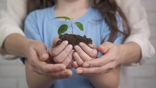 Child and Adult Holding a Young Plant