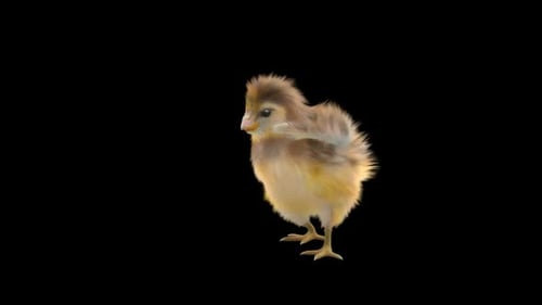 Realistic Baby Chick Standing, Looking Around, and Fluffing