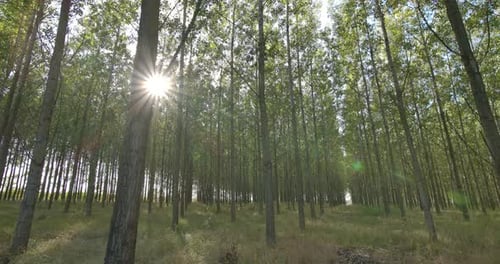 Deep In The Forest