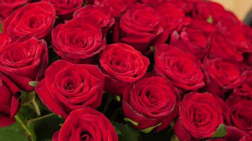 Beautiful Red Roses