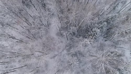 Winterlandschaft mit Wald