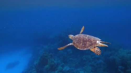 Underwater Sea Turtle