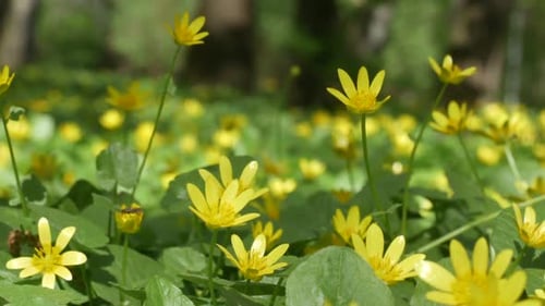 Beautiful Glade With Yellow Summer Flowers