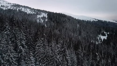 Drohne fliegt über dunklen Kiefernwald im Wintergebirgstal