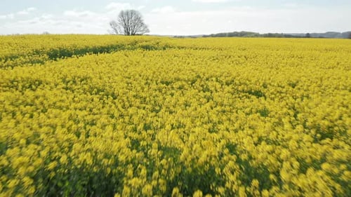 Beautiful Prairie Landscape of Canola Fields and Mountain Ranges in Background