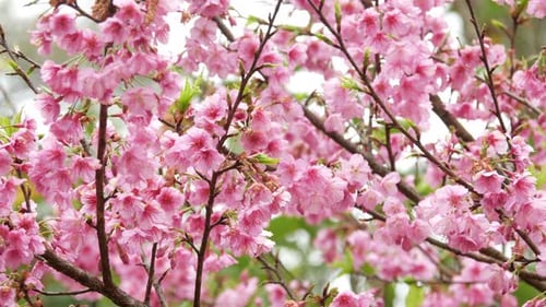 Spring Blossom