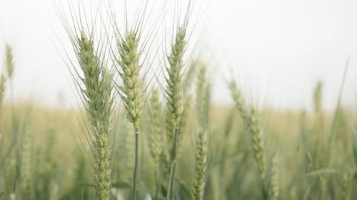 Vidéo 4K rapprochée sur le blé tendre (Triticum aestivum)