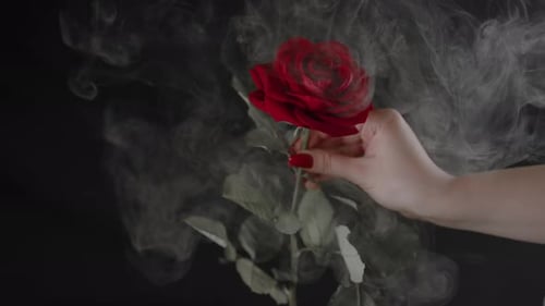 Hand Holds Red Rose Engulfed in Smoke