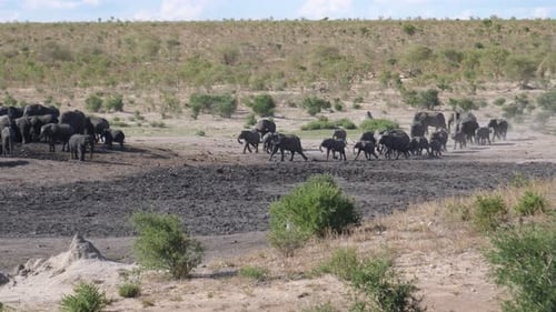 Elephants Gathering at Watering Hole in Rural Landscape