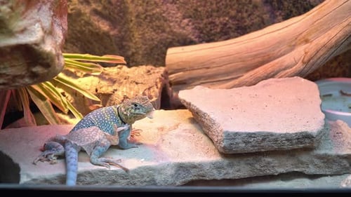 Lézard en train de perdre sa peau en grattant un rocher
