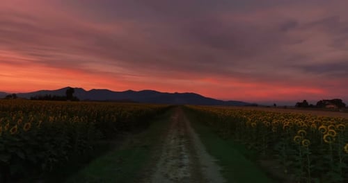 Field of Sunflowers
