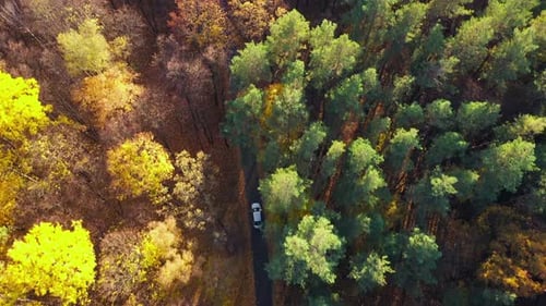 Aerial View on Car Driving Through Autumn Forest Road