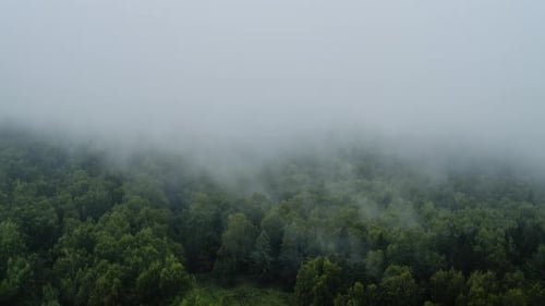 Thick fog over a green forest due to evaporation of moisture after rain, timelapse