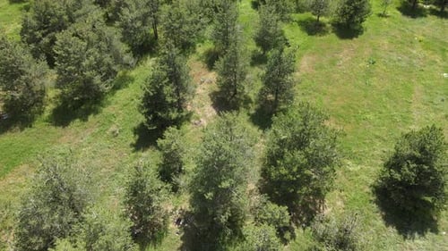 aerial trees