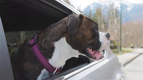 Dog Enjoys Ride With Head Out Car Window