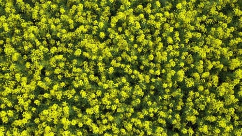 Rapeseed Field 14