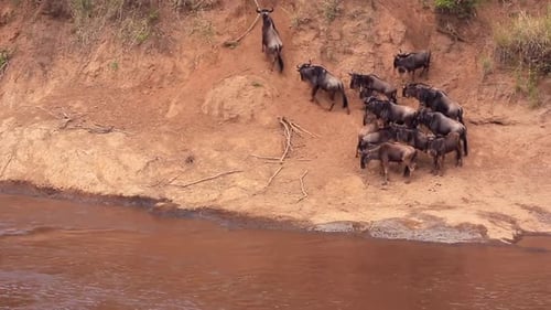 Riverside Wildebeest decide not to cross, so climb steep embankment