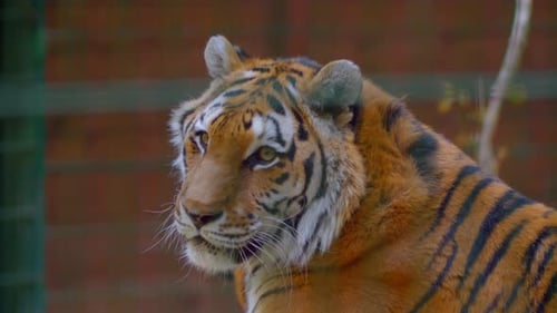 Majestic Tiger Close Up in Captivity
